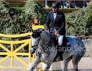 TOSCANO LOVE 2 GioCav2013 S5 1842 : Campionati Italiani Giovani Cavalli, Cattolica, LOVE 2, TOSCANO LORENZO, ph Stefano Secchi ©